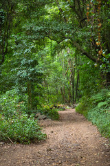 Los Tilos Rain Forest Trail, La Palma