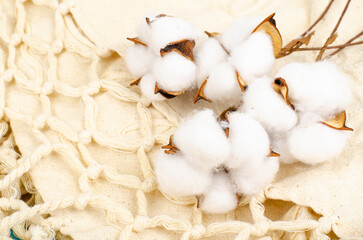 Delicate white fluffy cotton flowers on pastel blue paper background, top view. Natural organic fiber, raw materials for making fabric. Studio Photo