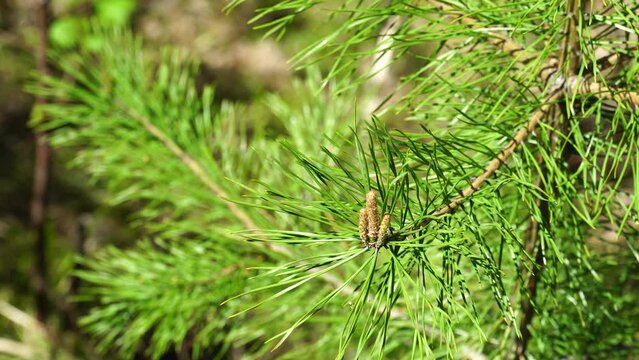 Close-up of branch of young pine tree with small shoots. Spring is time of rapid growth of plants and trees. Forest on clear sunny day. Contemplation of nature. Beautiful natural landscape. 4K video