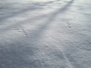 Ground covered with snow and marks of wings or wingprints of a bird - a crow or magpie in deep snow...
