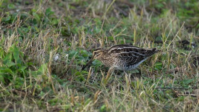 Eurasian Common Snipe in the meadow probing in the earth for worms and bugs 