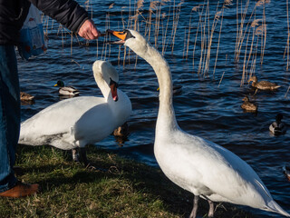 Adult male feeding loaf of bread from hand to a couple of the Mute swan (cygnus olor) who didn't migrate and stayed in a lake in winter and early spring