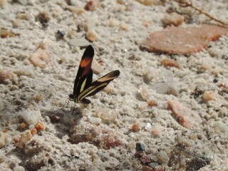 O corpo da borboleta é muito leve, as asas são muito largas, mas, mesmo assim ela acaba conseguindo pousar.