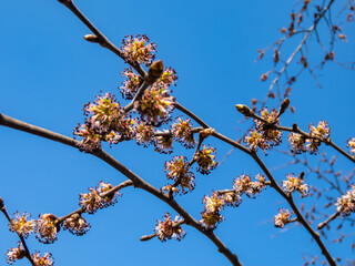 Close-up shot of flowers of the tree - the Wych elm or Scots elm (Ulmus glabra) growing in a park in sunlight. Flowers in clusters appear before leaves in early spring