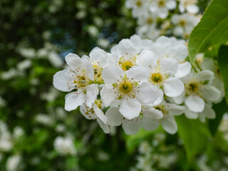 Close-up shot of white flowers of small tree the Bird cherry, hackberry, hagberry or Mayday tree (Prunus padus) in full bloom. Fragrant white flowers in pendulous clusters (racemes) in spring