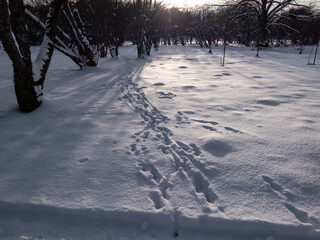 Close-up of footprints of a group of roe deers (Capreolus capreolus) in snow in winter with bright...