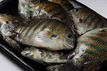 Kari meen_Pearl spot fish