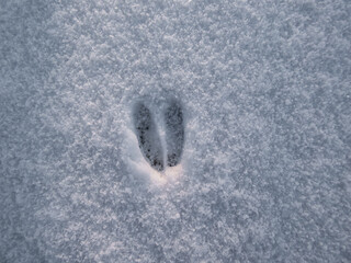 Close-up of a single perfect footprint of roe deer (Capreolus capreolus) on the ground covered with soft snow in winter © KristineRada