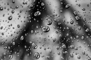 Trees in drops of rain