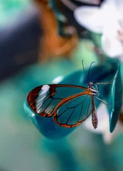 Foto op Plexiglas Closeup   beautiful  glasswing Butterfly (Greta oto) in a summer garden.   © blackdiamond67