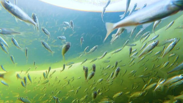 Shoal sunbleak (Leucaspius delineatus) is a species of freshwater fish in the family Cyprinidae in a natural river aquarium. Selective focus.