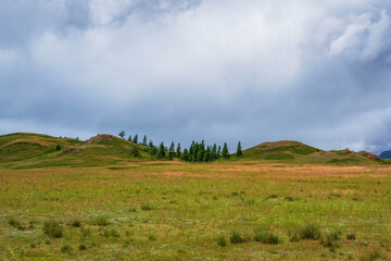 Fototapeta premium Dramatic view to cedar forest and high mountain range in sunlight under cloudy sky in changeable weather. Colorful mountain landscape with sparse growth against large mountains under cloudy sky.