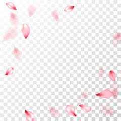Pink sakura petals falling vector graphics.