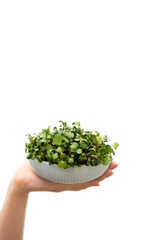 Naklejka na ściany i meble hand holding plate with microgreens. Isolated. Eco concept