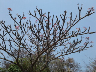 branches against blue sky