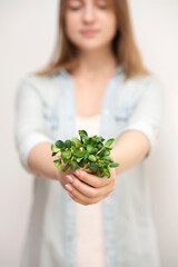 Woman holding organic sunflower microgreens on light background