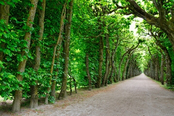 Obraz premium Pfad durch eine Buchenallee