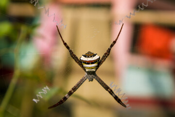 Spiders are air-breathing arthropods that have eight legs, chelicerae with fangs generally able to...