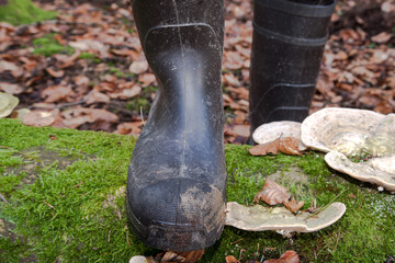 A man walks with his brown, dirty rubber boots over a tree trunk overgrown with green moss and tree fungi. Rubber boots are the right shoes for hiking in nature.
