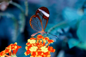 Fototapeten Closeup   beautiful  glasswing Butterfly (Greta oto) in a summer garden.   © blackdiamond67