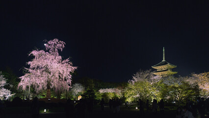 京都 東寺 闇夜に照らし出された一本桜と五重塔