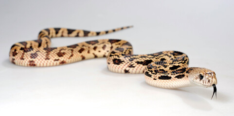 Pine snake, bullsnake // Nördliche Kiefernnatter, Bullennatter (Pituophis melanoleucus)