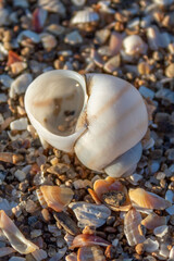 Obraz na płótnie Canvas clam shells, seashells on the shore