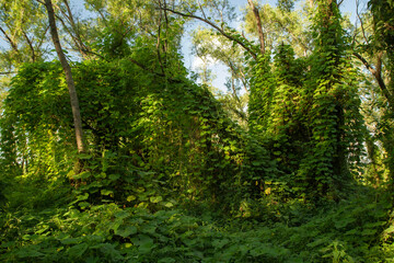 Natural background. Lush vegetation in the jungle. View of the green forest and plants beautiful...