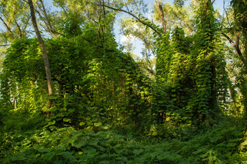 Natural background. Lush vegetation in the jungle. View of the green forest and plants beautiful texture and pattern.