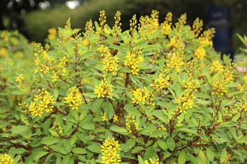 yellow flowers in the garden