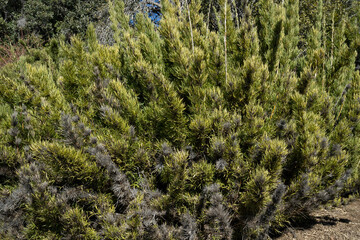 Closeup view of green Chusquea culeou canes, also known as Colihue, growing in the forest. Beautiful foliage texture and pattern.