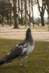 Peacock in freedom in a park in Porto, Portugal