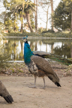 Peacock in freedom in a park in Porto, Portugal