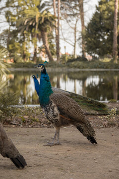 Peacock in freedom in a park in Porto, Portugal
