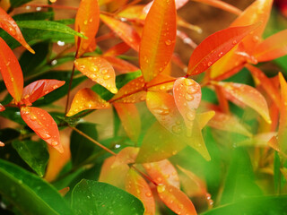 Water drops on the beautiful tender orange red leaves of a  red tip Photinia fraseri (Christmas berry) plant after a rain.  