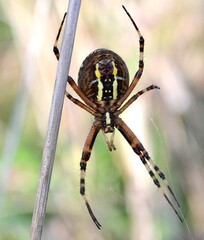 Spider