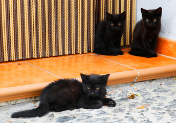 Cats on the doorstep sunbathing