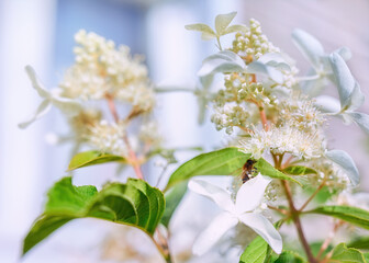 A bee sits on a beautiful white flower against the backdrop of a rustic window.