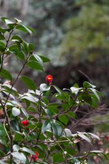 red berries on a branch