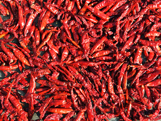 Drying red chilies in a solar tunnel dyer. 