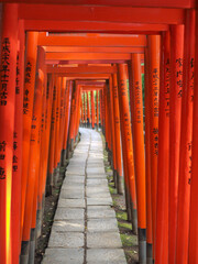 Fototapeta premium Torii Gates at Meijji Jingu Shrine, Tokyo - very similar to ones in Kyoto