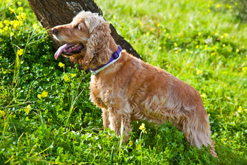 Beautiful cocker spaniel observing the landscape