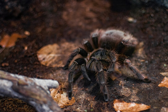 Big spider in its habitat, Chilean rose tarantula