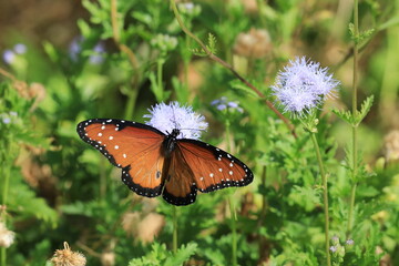 Butterfly on flower