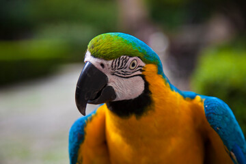 
Beautiful brightly colored parrot with a pretty look