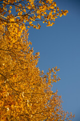 Naklejka na ściany i meble autumn tree in the sky