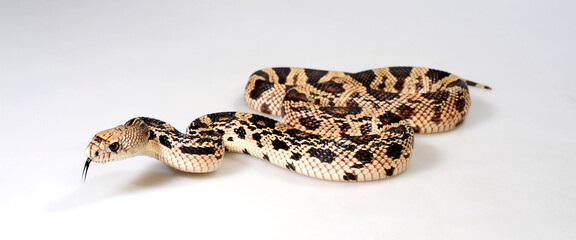 Pine snake, bullsnake // Nördliche Kiefernnatter, Bullennatter (Pituophis melanoleucus)