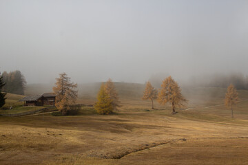 Herbstbäume mit Nebel auf der Seiser Alm