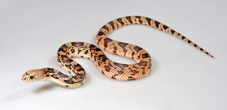 N&ouml;rdliche Kiefernnatter, Bullennatter // Pine snake, bullsnake (Pituophis melanoleucus)