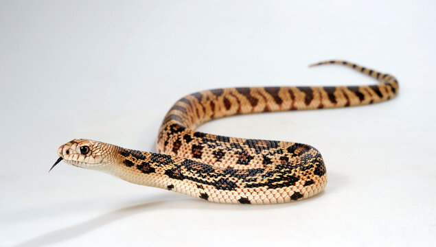 Pine snake, bullsnake // N&ouml;rdliche Kiefernnatter, Bullennatter (Pituophis melanoleucus)